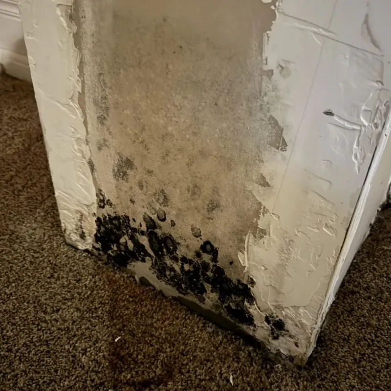 Professional Mold Removal in Silverton, TX
